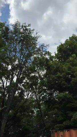 The video pans up from a dark area at the bottom, revealing tall trees with green foliage against a cloudy sky. The camera movement is slow and steady, focusing on the dense canopy of the trees. There are no people or discernible objects other than the trees and the sky visible in the frames. The environment appears to be a natural, outdoor setting, possibly a park or a wooded area. The lighting suggests it is daytime, with the clouds partially obscuring the sun.
