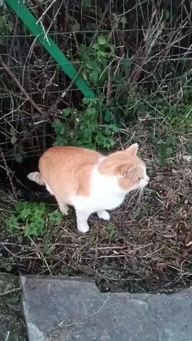 The video shows a medium-sized cat standing on the ground near a hedge. The cat has orange and white fur. The ground is covered with dry leaves and some green plants. A green-painted metal post and wire fence are partially visible in the background behind the hedge. The cat looks around and then flicks its tongue to its nose. A gray stone block sits in the lower left corner of the frame.