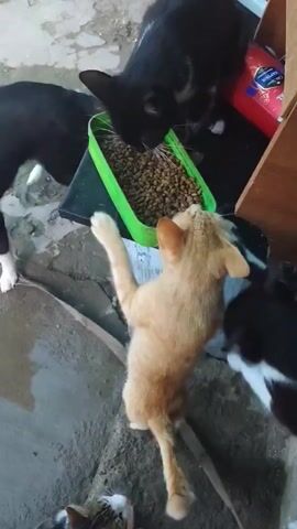 The video shows several cats eating from a green food bowl. A black dog with white markings is also present, standing near the bowl. A person's hand enters the frame briefly at the end, reaching towards the orange cat. The cats and dog appear to be in an outdoor or semi-outdoor setting with concrete and dirt flooring.