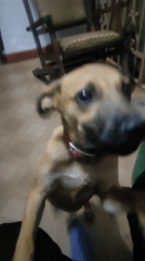 Playful dog with red collar captured indoors in Tinaquillo