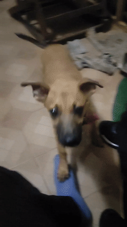 Playful dog with red collar captured indoors in Tinaquillo