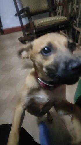 Playful dog with red collar captured indoors in Tinaquillo