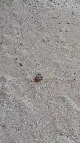The video shows a hermit crab in a conch shell on a beach. The sand is light grey and contains small pebbles and shell fragments. The crab is partially visible, with bright red legs and antennae poking out from the shell. The shell is brown and white with a textured surface. The crab remains stationary throughout the video.