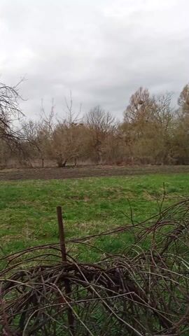 The video depicts a grassy area with trees in the background on a cloudy day. Some of the trees are bare while others have some foliage. At the beginning of the video, some dead thorny bushes are visible in the foreground. A volleyball then rolls into the scene from right to left. A concrete fence is visible in the background behind one of the trees.