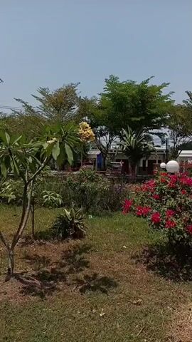 The video shows a park on a sunny day. In the foreground, there is a lawn with some bare patches and shadows from trees. A small tree with green leaves is visible on the left side. In the mid-ground, there are various plants and flowers, including red bougainvillea on the right and a plumeria tree with yellow flowers in the center. Behind the plants, there is a road with some buildings and structures, possibly shops or houses. The sky is clear and blue. There are no people visible in the video. The camera is stationary, showing a still image of the park.