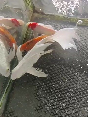 A group of four fish swim in a tank. The fish are white, orange, and red. One fish is white and has a large, flowing tail. The other fish are smaller and have orange and red markings. The fish are swimming near a black mesh filter.