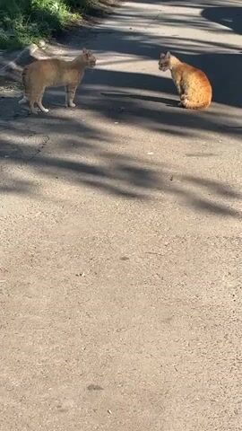 Two cats are on a paved surface, possibly a road, with sunlight casting shadows. One cat, lighter in color, stands facing a second cat, which is orange and appears to be sitting down. The cats are a few feet apart, looking at each other. The background shows some green foliage.