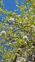 Spring morning documented in Chaikovsky, Russia includes medical visit
