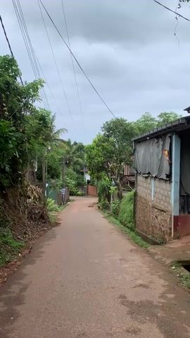 A narrow, paved road passes through a lush, tropical environment with dense green foliage and palm trees on either side. A few simple structures, one with a rough stone foundation and a corrugated metal roof, line the right side of the road. Overhead, power lines stretch across the sky, which is overcast with grey clouds. A small, brown dog is lying down in the middle of the road, appearing to be asleep or resting. The road itself has patches of reddish-brown dirt, possibly from recent rain or a dirt shoulder. The overall impression is one of a quiet, rural setting.