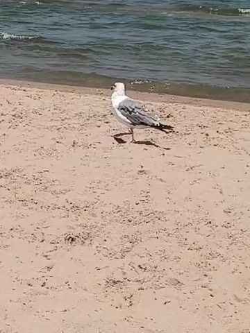 The video shows a seagull standing on a sandy beach near the water. The seagull is facing to the left and then turns its head to look at the camera. In the background, the ocean water is visible with small waves, and a few people are in the water. The sand is light brown and appears damp in some areas. The lighting suggests it is daytime, possibly sunny.