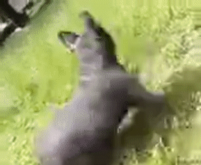 French Bulldog afternoon in a Krakow green space