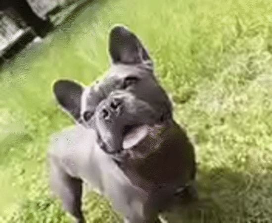 French bulldog afternoon in a Kraków meadow