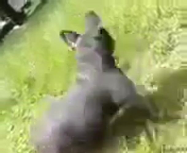 French Bulldog afternoon in a Krakow green space
