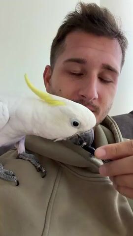 Here is a description of the video:

A man is sitting on a couch with a white cockatoo perched on his shoulder. The cockatoo is holding a black string with the words "BORN TO BE" printed on it in its beak. The man smiles and looks at the camera as the bird plays with the string. The environment appears to be a living room with neutral-colored walls. The man is wearing a tan hoodie.