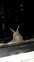 Snail observed crawling on window in Plovdiv Bulgaria