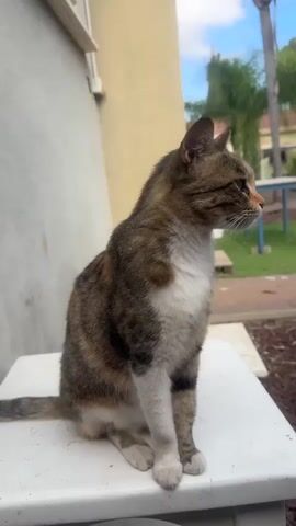A tabby cat sits on a white table outdoors. The cat is looking to the right, with its tail curled around its body. The background is out of focus, but appears to be a backyard with trees and a building. The sky is cloudy. The video is about 5 seconds long.