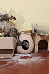 Pet chinchillas captured in domestic moments in Hadiach, Ukraine