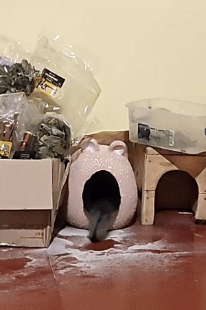 Pet chinchillas captured in domestic moments in Hadiach, Ukraine