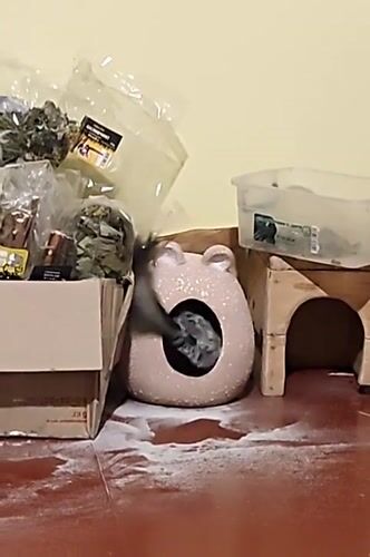 Pet chinchillas captured in domestic moments in Hadiach, Ukraine