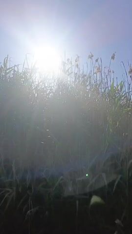 The video shows a close-up view of tall grass and reeds against a bright, sunny sky. The sun is very bright, causing lens flare and making it difficult to see details in the upper part of the frame. Some of the reeds have dry, seed-like tops. The grass is green and appears to be growing near a body of water, as the lower part of the image is dark and reflective, suggesting it is submerged. The camera is positioned low, looking up through the vegetation. There are no people or animals visible.