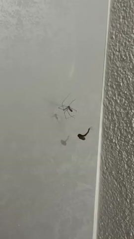 The media file captures a close-up view of a spider and a tadpole on a smooth, light-colored surface, possibly a wall or a countertop. The spider, a spindly arachnid with long legs, is positioned in the upper left of the frame. Its shadow is cast below it, adding a sense of depth. To the right and slightly below the spider is a tadpole, characterized by its dark, comma-like shape and a long, whip-like tail. The tadpole appears to be in motion.

The background is a textured, darker surface, likely a wall with a rough finish, that runs along the right edge of the frame. The lighting is subdued, creating soft shadows and highlighting the reflective quality of the surface where the spider and tadpole are situated. The overall scene suggests an indoor environment, possibly in a bathroom or kitchen, where such small creatures might be found.

The activity is the simple presence and potential movement of these two small aquatic/terrestrial creatures. There are no people visible, and the focus is entirely on the natural world interacting with a man-made surface. The mood is one of quiet observation, perhaps even a little unexpected encounter with nature. There is no visible text in the media file. The context of Bevern, Germany, provides a geographical setting but offers no specific visual cues within the frame itself.