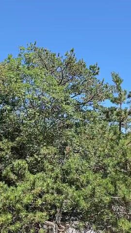 A panning shot captures a dense canopy of green trees against a clear blue sky. The foliage appears dry and somewhat sparse in places, suggesting a dry environment or season. The camera moves slowly from left to right, revealing different sections of the trees. In the foreground, the rough texture of tree bark and rocky ground is visible. The overall impression is of a natural outdoor setting, possibly a forest or wooded area on a sunny day. There are no people or animals visible in the frame.