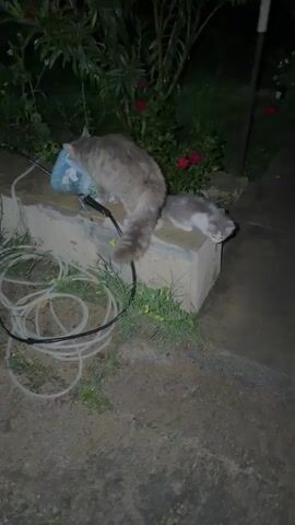The video shows two cats on a concrete platform outside at night. One cat is gray and fluffy, with a long tail, standing next to a blue object and some green plants. The other cat, a small kitten with gray and white markings, is sitting on the platform. The kitten then jumps off the platform and walks on a stone path. The environment is dark, with some plants and red flowers visible in the background. The ground appears to be wet, and there's a white hose coiled on the ground near the platform.