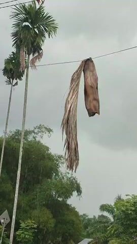The video captures an outdoor scene dominated by two tall palm trees against an overcast sky. A large, dried palm frond is suspended in the air, caught on a wire or cable, swaying gently. Below the frond and palm trees, a dense expanse of green foliage, including other trees and bushes, fills the background. Rain is visibly falling throughout the scene, and the sound of rain is clearly audible. A small, indistinct object resembling a sign or marker is partially visible at the bottom left of the frame. The setting suggests a tropical or subtropical environment, consistent with Lhokjok, Indonesia.