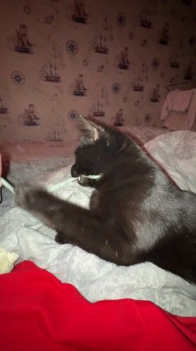 Morning moments captured in Chaikovsky: birch grove and portrait