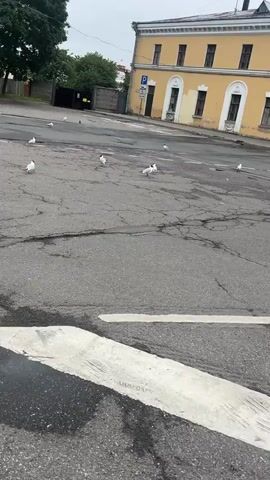 The video shows a street scene with several seagulls scattered across cracked asphalt. In the background, a yellow building with white trim and arched window openings stands under a cloudy sky. A dark pole with a pipe is visible on the roof of the building. Trees and a fence line the left side of the scene. A parking sign is visible on the left side of the building. The focus is on the birds in the foreground, with the environment serving as a backdrop.