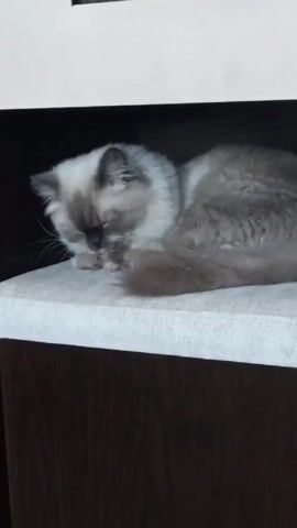 The video shows a small, furry cat grooming itself on a cushioned surface. The cat has predominantly grey fur with white markings around its face and chest. It is positioned under an overhanging ledge, which creates a slightly shadowy environment. The cat is lying down and using its tongue to lick its paw, which it then uses to clean its face. The surface the cat is on appears to be covered in a light grey, textured fabric. Below this cushioned area is a dark brown wooden panel, suggesting the cat is on a piece of furniture like a cat tree.