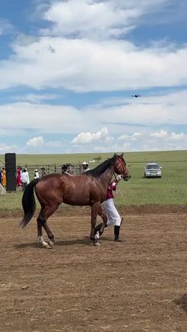 A brown horse with a red bridle walks across a dirt track. A person in a white uniform with dark boots walks beside the horse, holding the bridle. In the background, a green grassy field stretches to the horizon under a blue sky with white clouds. Several people are gathered in the distance on the left side of the frame, near a fence and a camera. A white SUV is visible in the middle ground on the left. A drone is flying in the sky above the field. The overall scene appears to be an outdoor event, possibly a horse race or competition.