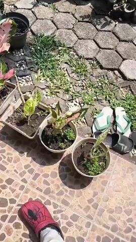 The video shows a collection of potted plants arranged outdoors on a paved area. The ground is covered with hexagonal stone pavers and some patchy grass. Several plants are visible, including some with red and green leaves, a cactus, and other leafy green plants. The scene appears to be a backyard or patio area with a wall and fence in the background. The lighting suggests it is daytime. There are no people or animals visible in the video.