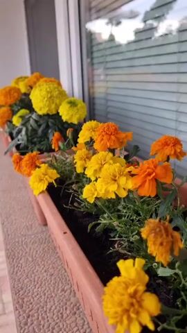 This media file shows a close-up, eye-level view of two long, rectangular planters filled with marigolds. The planters are made of a reddish-brown material and sit on a textured windowsill. The marigolds are a mix of vibrant yellow and bright orange colors, with some flowers in full bloom and others still developing. The plants have lush green foliage.

The scene appears to be outdoors, possibly on a balcony or windowsill of a building, given the reflection in the window behind the flowers. The window has horizontal blinds. The lighting suggests it could be daytime, perhaps late morning or afternoon, with soft, natural light illuminating the flowers. The overall mood is cheerful and vibrant due to the bright colors of the flowers. There are no people visible. No text is visible in the media file. The location context provided is Vrútky, Slovakia, which indicates the geographical setting for this arrangement of flowers.