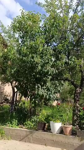 The video shows a leafy tree with some red flowers visible in the background. The sky is blue with white clouds. In the foreground, there are three potted plants sitting on a ledge. The camera pans upwards towards the sky.