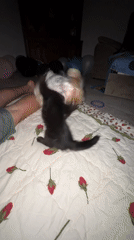 Black kitten and Yorkshire Terrier play together at home