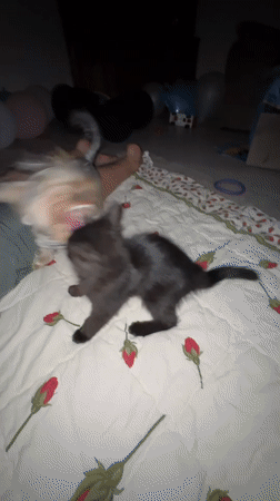 Black kitten and Yorkshire Terrier play together at home