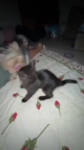 A black kitten and a small dog, likely a Yorkshire Terrier, are playfully interacting on a white blanket with red rose patterns. The kitten is in the foreground, with its body contorted as it plays. The dog is partially obscured by the kitten, but its face and body are visible. A person's legs are visible in the background, suggesting they are lying down. In the background, there are balloons, a couch with Mickey Mouse themed bedding, and a dark, dimly lit room. The video is shaky, indicating it was likely filmed with a handheld device.