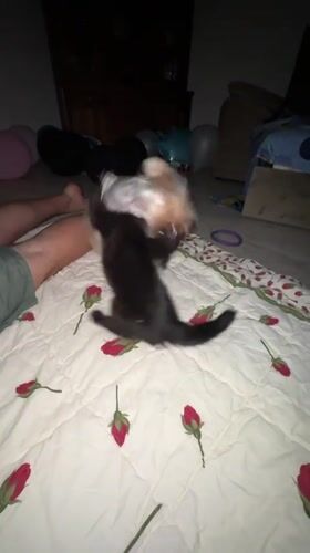 Black kitten and Yorkshire Terrier play together at home