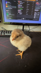 Chick naps on computer desk in Bulgarian town