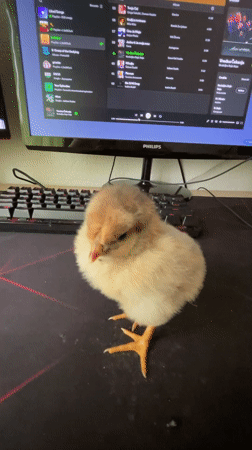 Chick naps on computer desk in Bulgarian town