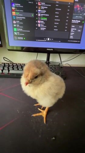 Chick naps on computer desk in Bulgarian town