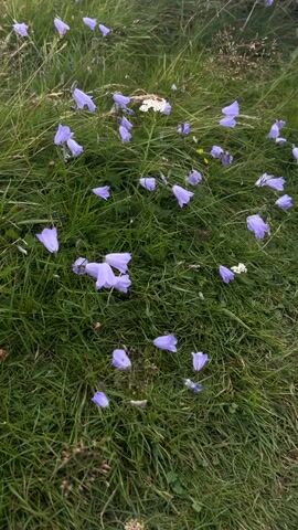 A field of bluebell flowers and green grass. The flowers are scattered throughout the grass and appear to be in various stages of bloom. The scene is peaceful and serene, suggesting a natural and unspoiled environment.