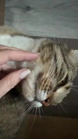 This short video shows a close-up view of a tabby cat being petted by a person's hand. The cat is lying down, with its eyes mostly closed, appearing relaxed and content. The hand gently strokes the cat's fur on its head and cheek. The background consists of a wooden surface, possibly a floor or furniture, with a wood grain pattern. The lighting suggests it's daytime indoors. There is no visible text in the video. The overall mood is peaceful and affectionate.