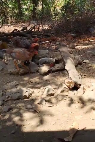 A group of chickens peck at something in a shallow dish surrounded by rocks and dirt. The ground is uneven and covered with small stones and dry leaves. In the background, there are trees with dense foliage and fallen branches. Sunlight filters through the leaves, casting dappled shadows on the ground. The chickens appear to be in a rural or outdoor setting.