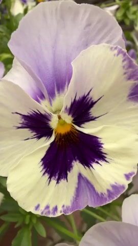 The video is a close-up, slow-motion shot of a pansy flower. The flower has white petals with purple edges and a dark purple center with a yellow stigma. The video focuses on the intricate details of the flower's petals and stamen, capturing the texture and delicate nature of the bloom. The background is blurred, emphasizing the flower as the sole subject. The lighting is soft and natural, highlighting the subtle color variations and the velvety texture of the petals.