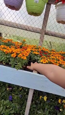 Here is a detailed description of the video:

The video shows the interior of a greenhouse full of flowers. A person's hand reaches into a tray of orange and yellow marigold flowers. Above the marigolds, pots hang from the ceiling. Below the marigolds, pansies of various colors are planted. The interior structure of the greenhouse is made of wood and metal wiring. The floor is a wooden walkway.
