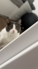 Morning domestic scenes with cat captured in Limassol home