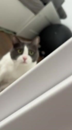Morning domestic scenes with cat captured in Limassol home