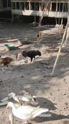 The video shows a courtyard with several chickens and ducks. In the foreground, there are three ducks lying on the ground. Two of the ducks appear to be dead or injured, as they are lying on their sides and do not appear to be moving. The third duck is partially visible and its condition is unclear. In the middle ground, there are two roosters fighting. One rooster is black with iridescent blue and green tail feathers, and the other rooster is brown and white with red wattles. The roosters are facing each other and appear to be pecking and flapping their wings at each other. In the background, there is a wooden structure with a corrugated metal roof, which appears to be a coop or shelter. There is also another chicken walking in the background. The ground is covered in dirt and some debris, including pieces of wood and stones. The lighting suggests that it is daytime, and the scene appears to be outdoors.
